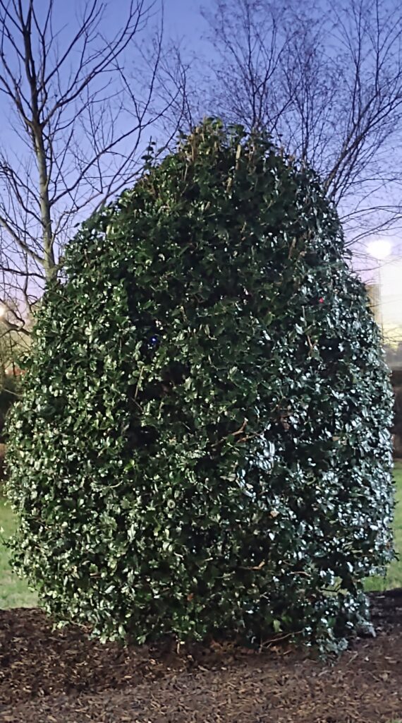 The frog and the Princess - The Bunny Bonanza