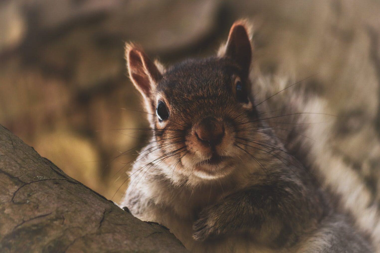 Better delivery and the pizza squirrel brigade